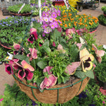 Wire Hanging Baskets