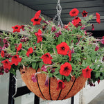 Wire Hanging Baskets