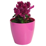 Rio Coloured Cover Pots